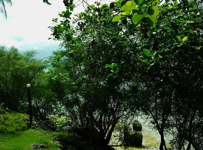 Allba's Moalboal